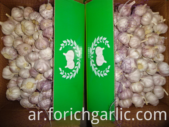 Best Quality Fresh Normal White Garlic